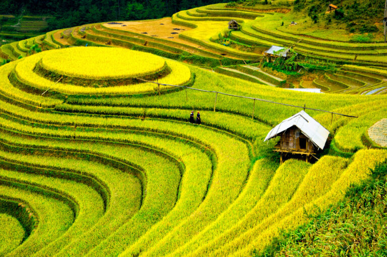 Indian tourists Sapa rice terraces Vietnam