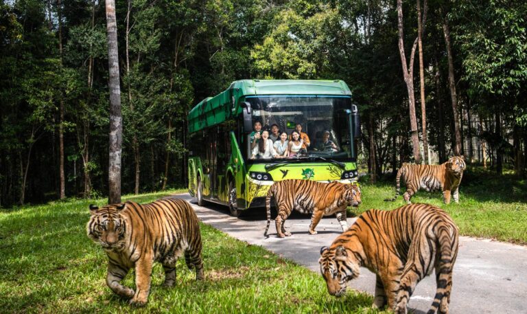 Indian tourists VinSafari Phu Quoc safari bus